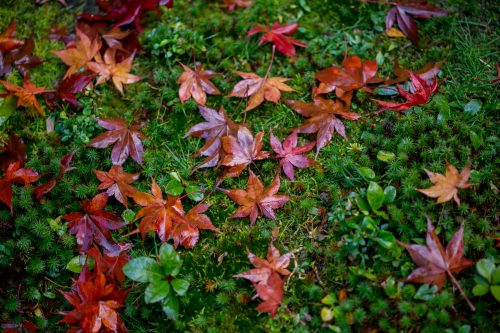 紅葉の落ち葉-1