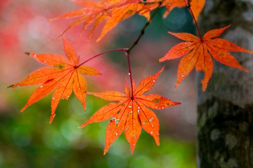 金剛輪寺の紅葉-2