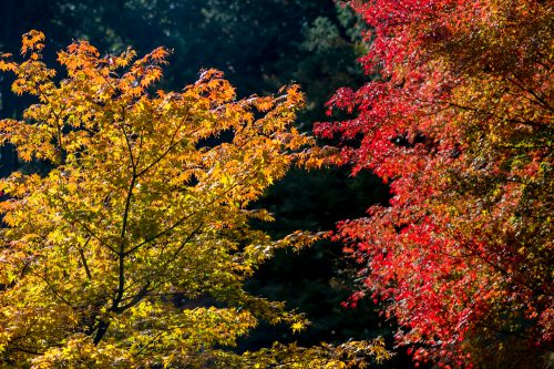 金剛輪寺の紅葉-3