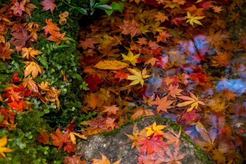 紅葉の落ち葉-2