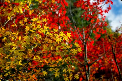 金剛輪寺の紅葉-4