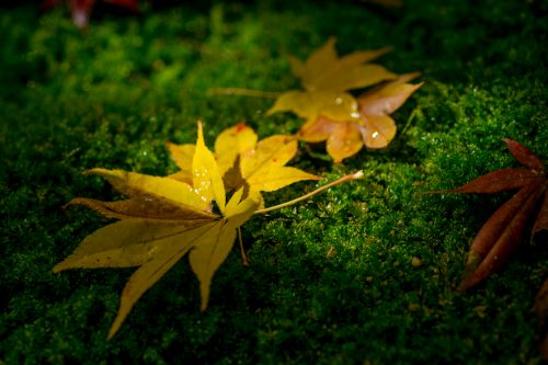 紅葉の落ち葉-3