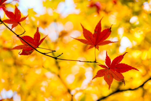 金剛輪寺の紅葉-5