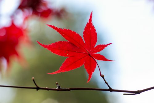 金剛輪寺の紅葉-6