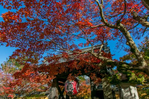 紅葉の総門